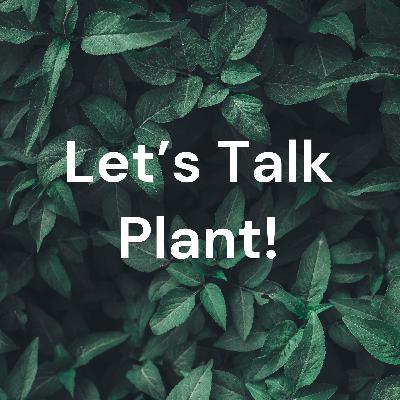Cactus- Let's Talk Plant!