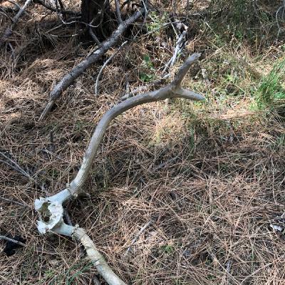 Survival Lessons A.A.R. Alpha Lessons