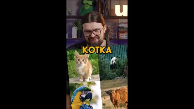 🐱 Jak wiele informacji jest w zdjęciu kotka? 🐱 Jak wiele informacji jest w zdjęciu kotka?
