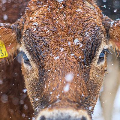 Ep17. GOOD MILK, GOOD LIFE.