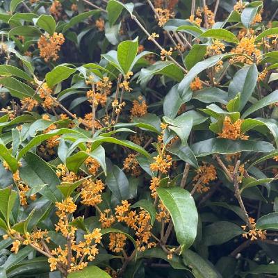 【今週のひとこと】寒さと現実が身に沁みるとき?花は金木犀を紹介 【今週のひとこと】寒さと現実が身に沁みるとき?花は金木犀を紹介