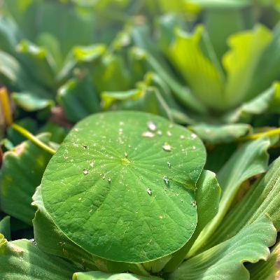 Episode#014: time/光陰(guāngyīn) Episode#014: time/光陰(guāngyīn)