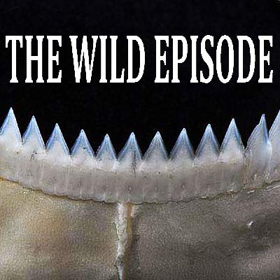 Cookiecutter Shark : A Bright Shark in a Dark Ocean