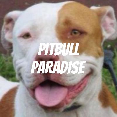 Why I started the podcast Pitbull Paradise