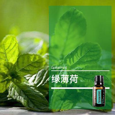 第五十四课：绿薄荷