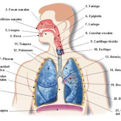 Aparato respiratorio