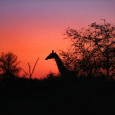 How Big is the Kruger National Park?