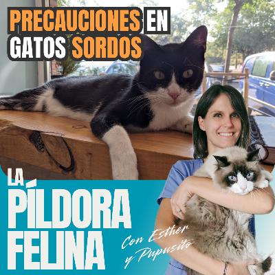 632. PRECAUCIONES en gatos SORDOS 632. PRECAUCIONES en gatos SORDOS