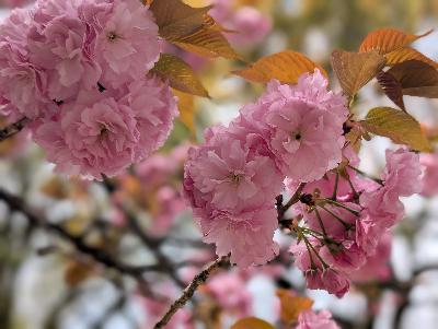 Japan Confidential: Cherry blossoms, vending machines and funny English signs