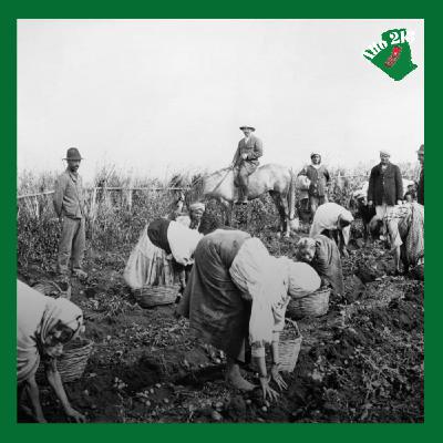 🇩🇿 En quoi le vin est-il un symbole de la colonisation française en Algérie?