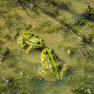 Vida Verda - Cantar a les glaceres mentre es fonen i gravar granotes a Somiedo