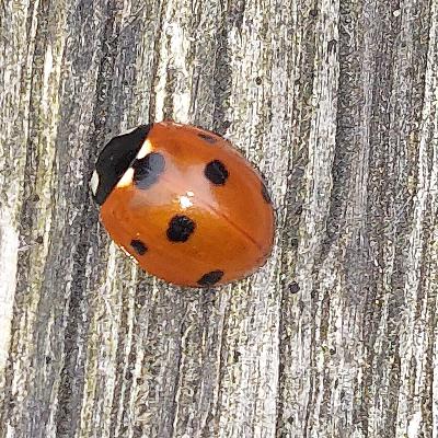 [ARCHIVE] Episode 1: Coccinella septempunctata - The 7-Spot Ladybird