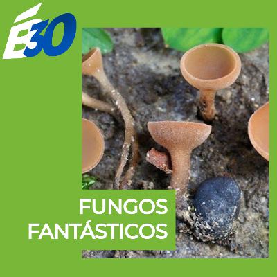 Fungos são fantásticos!