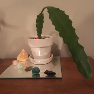 Episode 4: Long Boi the Epiphyllum