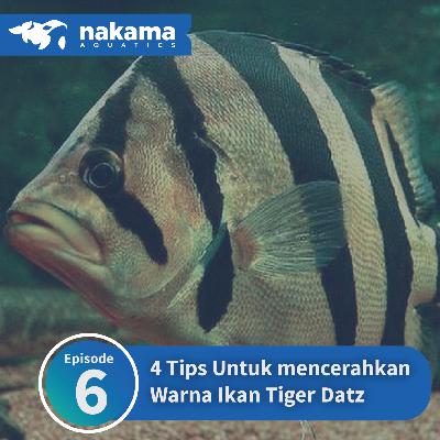 Episode 6 : "4 Tips Untuk Mencerahkan Warna Ikan Tiger Datz" Episode 6 : "4 Tips Untuk Mencerahkan Warna Ikan Tiger Datz"