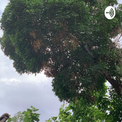 محمد علي كلي