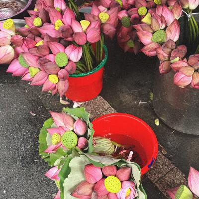 31.Playlist｜七月听歌小结：彩虹、荷花早市、台风过境夜