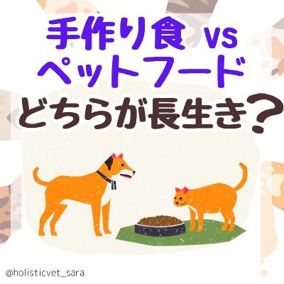 手作り食 vs ペットフード：どちらが長生き❓🐶🐱（インスタLIVEアーカイブ）