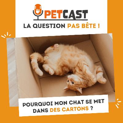 Pourquoi mon chat se met dans des cartons ?
