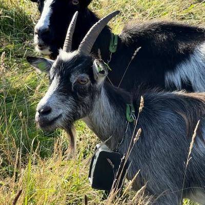 Old Irish Goat Carries 3,000 Of Irish History