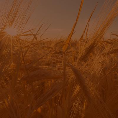 Ruth 1 | Remembering Redeeming Love
