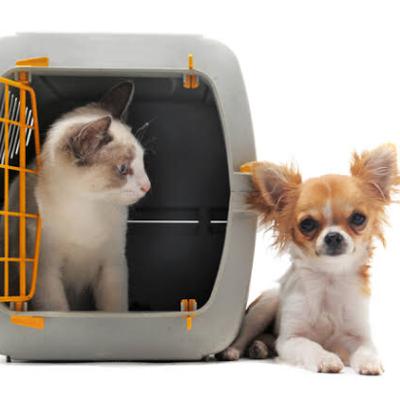 De la casa al veterinario De la casa al veterinario