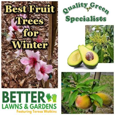 S2 Ep407: Better Lawns and Gardens - Hour 1 Best Fruit Trees December 6, 2025 S2 Ep407: Better Lawns and Gardens - Hour 1 Best Fruit Trees December 6, 2025