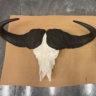 Pro Tips in Passing No. 14- Taxidermy, Import Brokers, & Videography