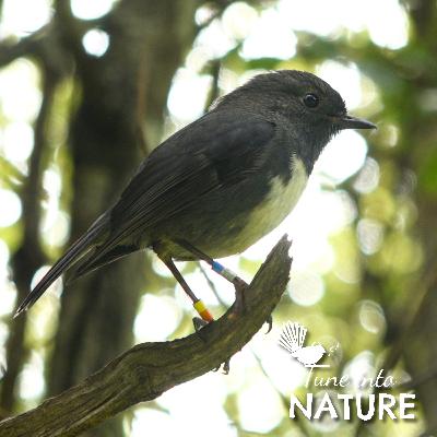 Black Orange Blue Metal - Story of the Robins