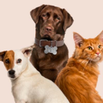 Problemas endócrinos nos pets