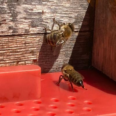 "Auf die Bienen, fertig los"