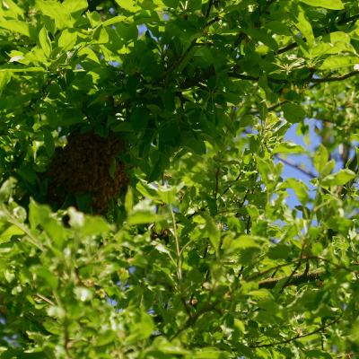 Spring Orchard