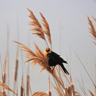 תיקון שבועות בסיעור מוחות | קצר ולעניין