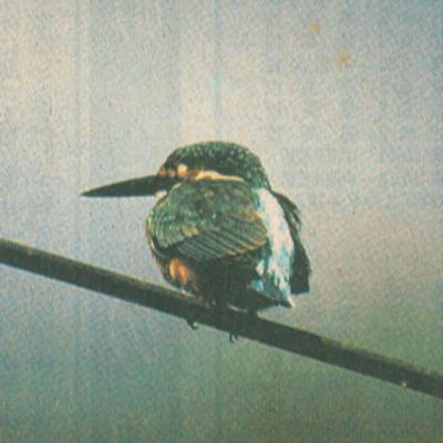 【第四十五考】カワセミを追いかけて