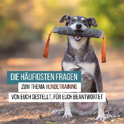 Die häufigsten Fragen zum Thema Hundetraining – Von euch gestellt, für euch beantwortet