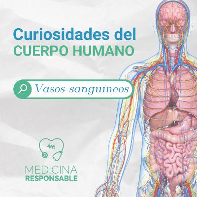 CURIOSIDADES DEL CUERPO HUMANO "VASOS SANGUÍNEOS"