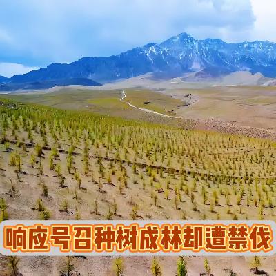 黑龙江71岁农户育林23载，成材后被告知不能砍伐且迟迟没有补助