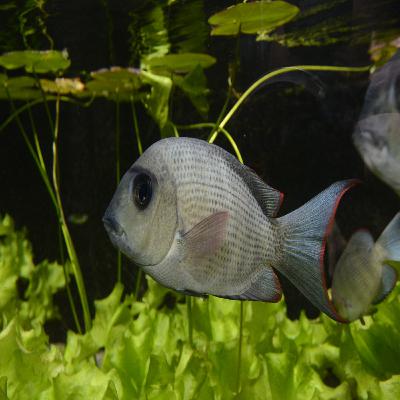 Il faut sauver le menarambo