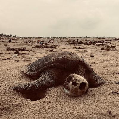 Costa Discordia | 75. Amore di plastica