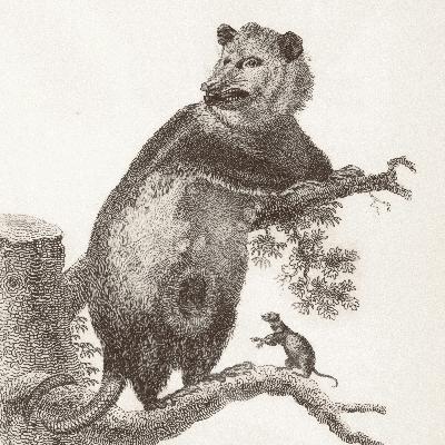 9 Awesome Facts about Opossums