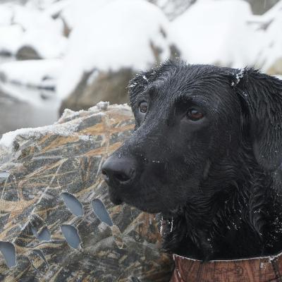 "Dog of a Lifetime Stories" and SRS Work