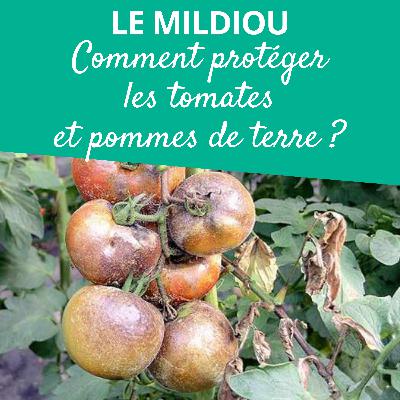 Le mildou : que faire pour protéger les tomates et les pommes de terre ? Le mildou : que faire pour protéger les tomates et les pommes de terre ?