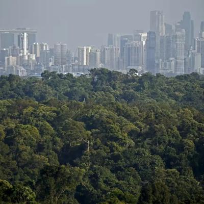 95. Cities4Forests
