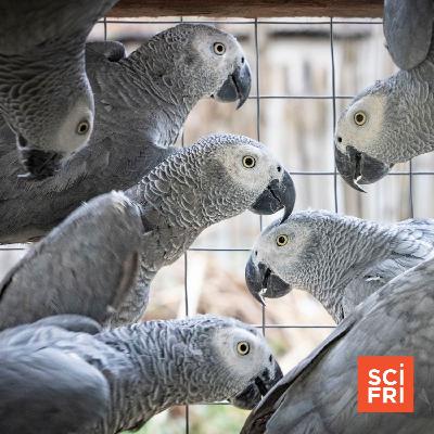 African Grey Parrots Are Popular—And It’s Fueling Illegal Trade