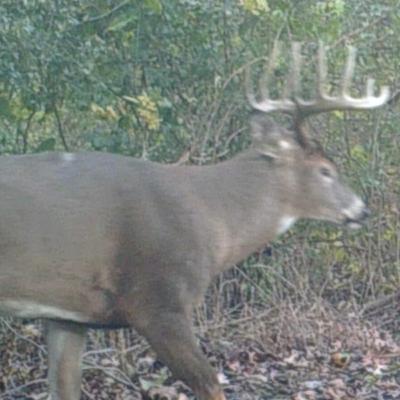 Illinois Whitetail Hunt