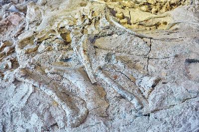 Our understanding of changes in biodiversity over time questioned Our understanding of changes in biodiversity over time questioned