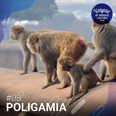 Poligamia