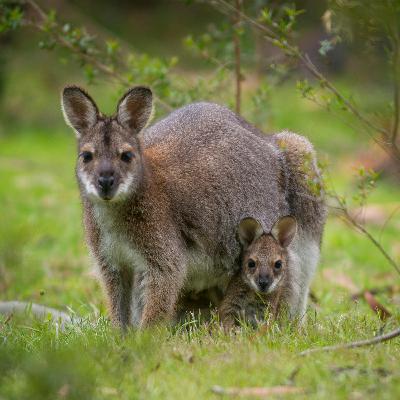 319. Why are wallabies living wild on the Isle of Man? The Plodcast investigates