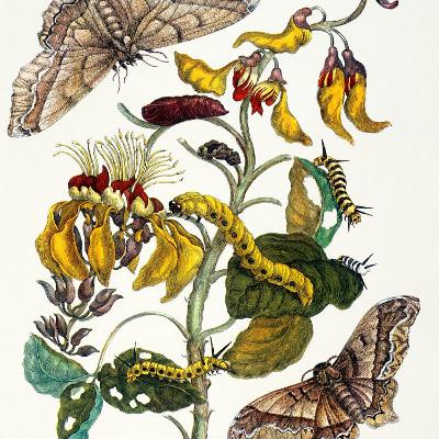 Hans Mulder over 'De ontdekking van de natuur'
