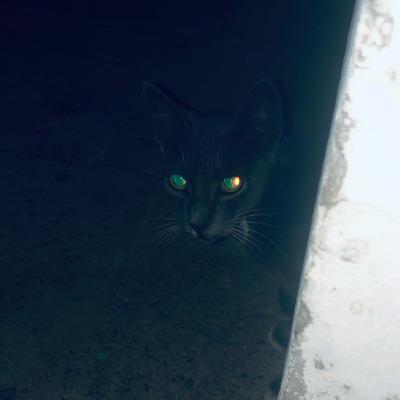 “Since when Cicadas could Keep the Winter Away?” Poetry Readings — M. Ait Ali